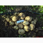 Фермерское предприятие продаст картошку отличного качества сорт Ривьера