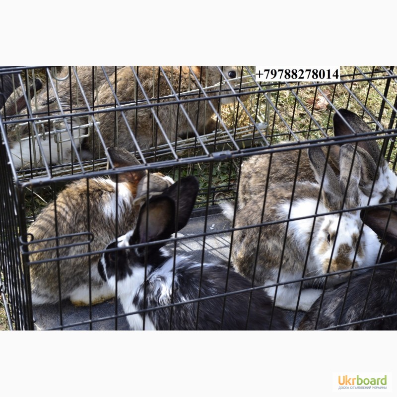 Фото 6. Продаю кроликов на племя. Бахчисарайский район, село Голубинка