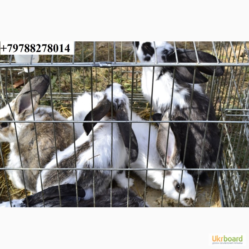 Фото 7. Продаю кроликов на племя. Бахчисарайский район, село Голубинка