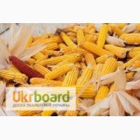 Закупаем кукурузу по Луганской и Донецкой области
