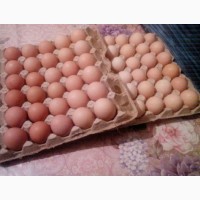 Курині домашні яйця