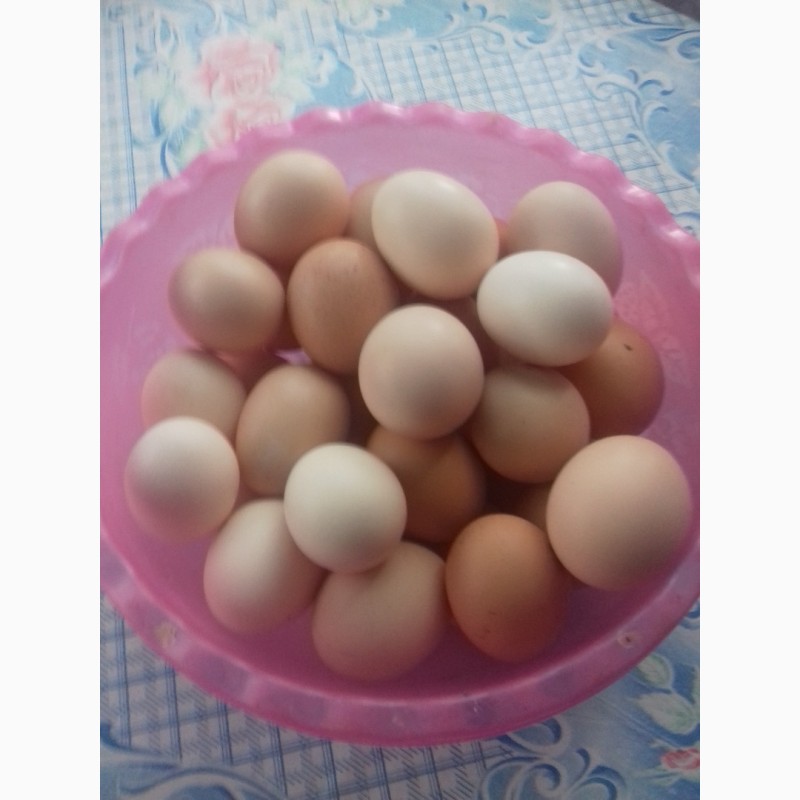 Фото 2. Курині домашні яйця