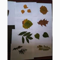 Гербарій листя дерев та лікарські рослини