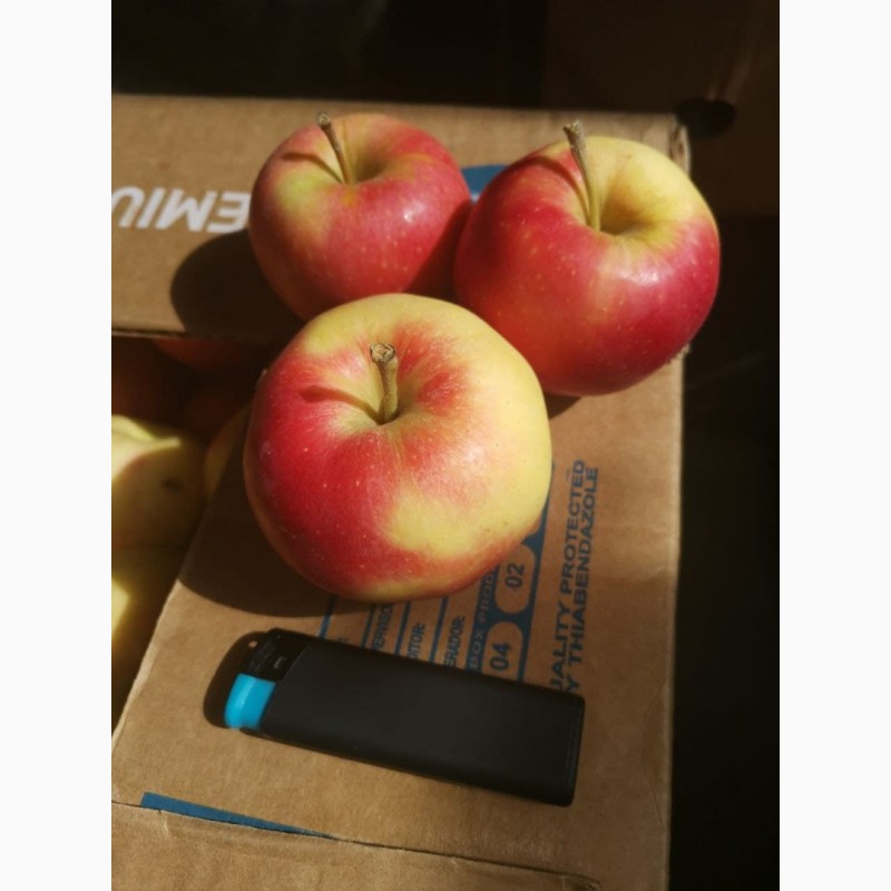 Фото 3. Продам яблоко (Гала)