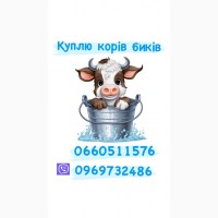 Куплю телят телиць биків корів коней