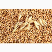 Продам пшеницю 3 клас, 3000 тонн, Черкаська обл