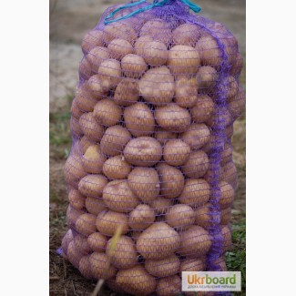 Семенной картофель высоких репродукций