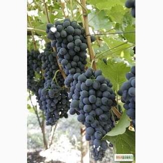 Продам виноград «Молдова» и «Тысячный»