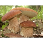 Мицелий белого гриба - семена боровика почтой недорого - рассада, грибница в любой город