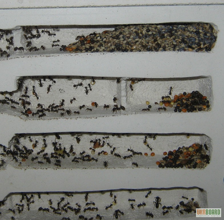 Фото 2/2. Продам муравьев Messor structor