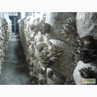 Производство выращивания грибов вешенка и изготовление грибных блоков