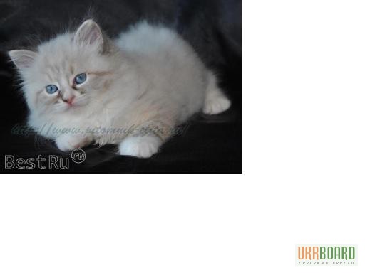 Продам котенка персидской шиншиллы