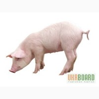Концентрат для свиней Гровер/Финишер 15 - 10% (Голландия)