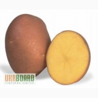 Насінневий матеріал кращих сортів картоплі