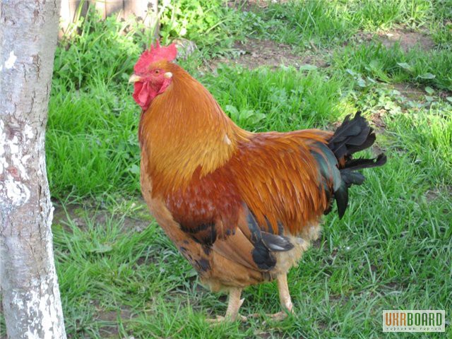 Фото 2. Цыплята Редбро (Redbro), суточные и подрощенные