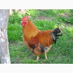 Цыплята Редбро (Redbro), суточные и подрощенные