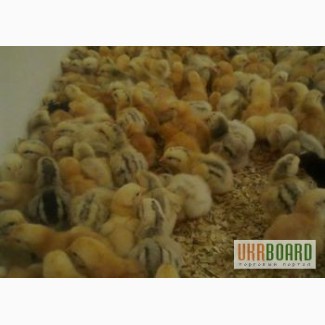 Цыплята Редбро (Redbro), суточные и подрощенные