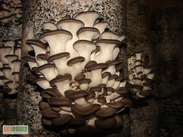 Фото 3. Мицелий грибов вешенки Киев
