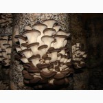 Мицелий грибов вешенки Киев