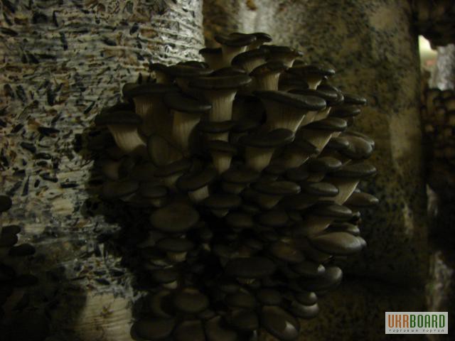 Фото 4. Мицелий грибов вешенки Киев
