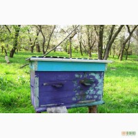 Продам пчелы с ульями