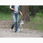 Дрессировка собак любых пород в Киеве. ДогТренинг на Лесном