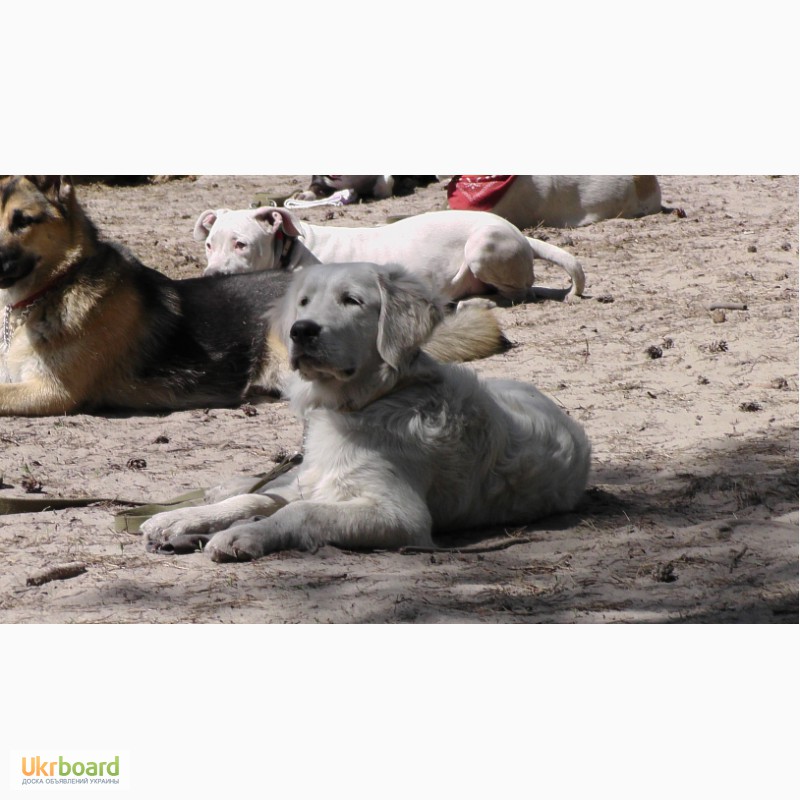 Фото 4. Дрессировка собак любых пород в Киеве. ДогТренинг на Лесном