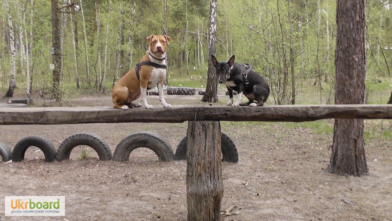 Фото 5. Дрессировка собак любых пород в Киеве. ДогТренинг на Лесном