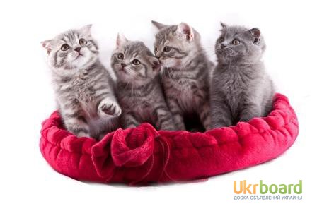 Очень милые британские котята (котенок)