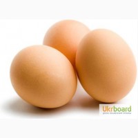 Инкубационное яйцо и цыплята кур несушек Хайсекс Браун