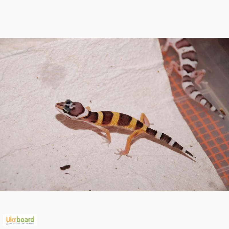 Фото 1/8. Эублефары (геккон) ручные домашние ящерицы малыши. Распродажа гекконов