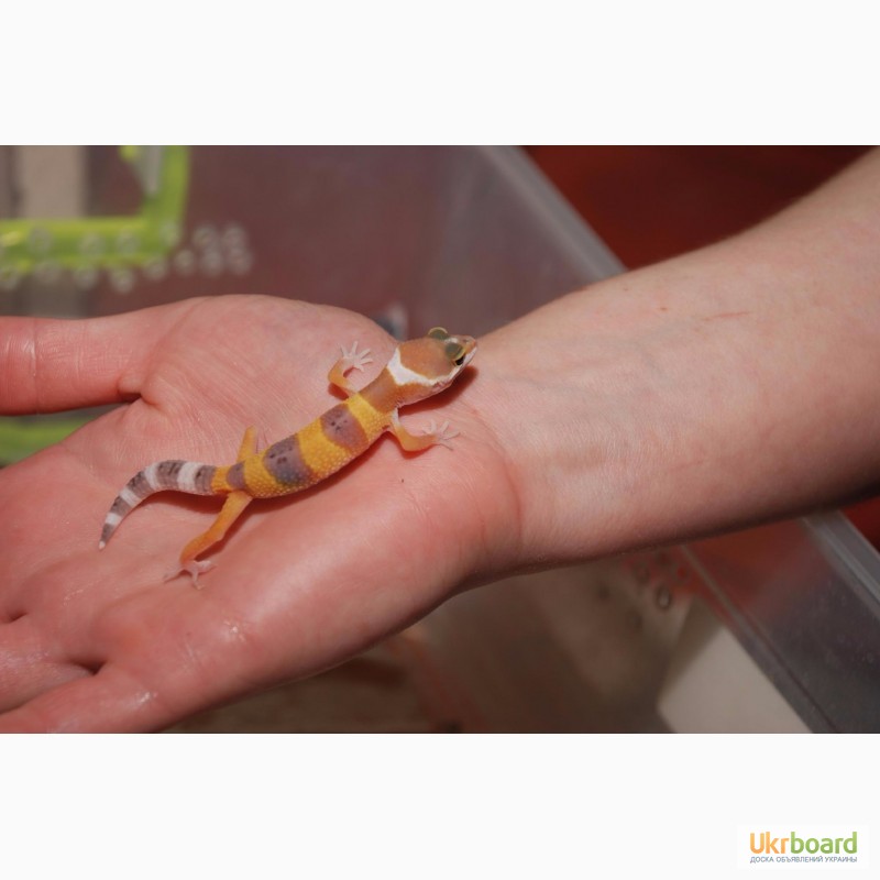 Фото 4. Эублефары (геккон) ручные домашние ящерицы малыши. Распродажа гекконов