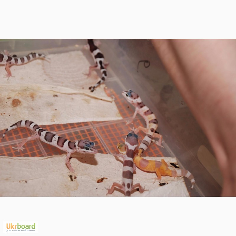 Фото 5. Эублефары (геккон) ручные домашние ящерицы малыши. Распродажа гекконов