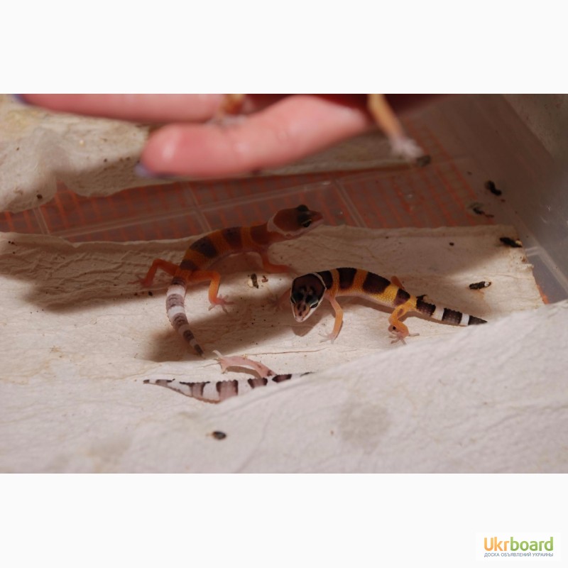 Фото 6. Эублефары (геккон) ручные домашние ящерицы малыши. Распродажа гекконов