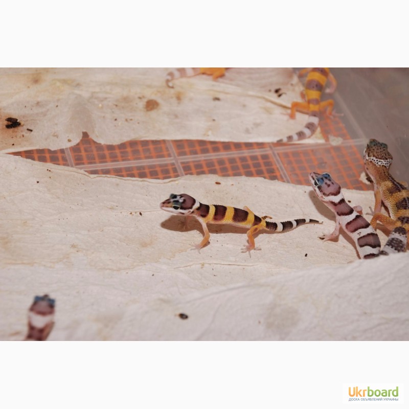 Фото 7. Эублефары (геккон) ручные домашние ящерицы малыши. Распродажа гекконов