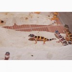Эублефары (геккон) ручные домашние ящерицы малыши. Распродажа гекконов