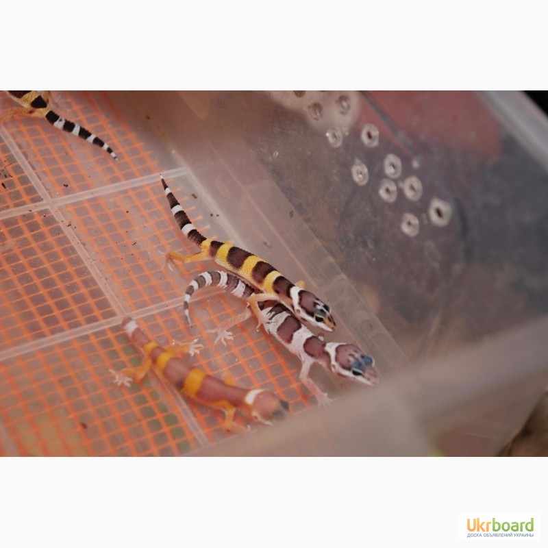 Фото 8. Эублефары (геккон) ручные домашние ящерицы малыши. Распродажа гекконов