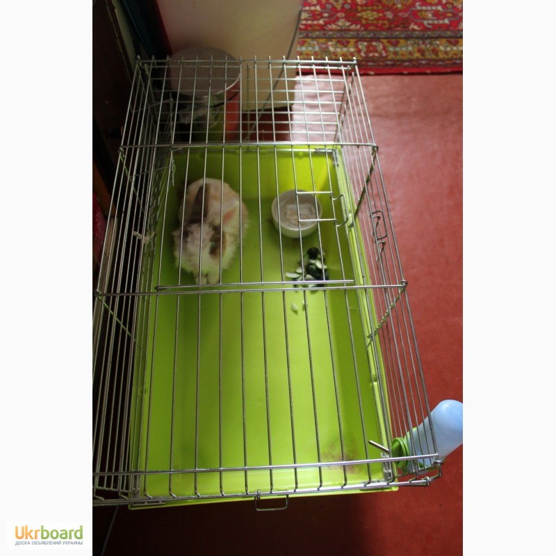 Фото 2. Кролик-друг породистый торчеухий декоративный 1, 5 года с клеткой