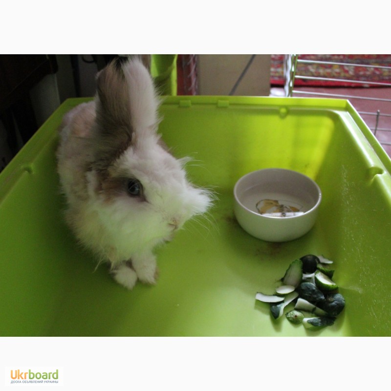 Фото 5. Кролик-друг породистый торчеухий декоративный 1, 5 года с клеткой