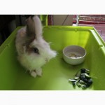 Кролик-друг породистый торчеухий декоративный 1, 5 года с клеткой