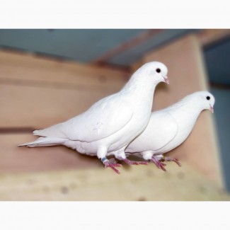 Аренда белых голубей в Киеве