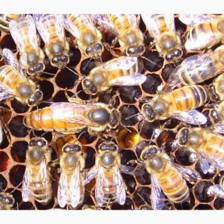 Пчеломатки (бджоломатки) породи ІталійкаF1 2019 рік