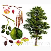 Продам саженцы Ольхи и много других растений (опт от 1000 грн)