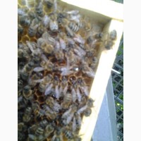 Пропоную продаю пчеломатки Карника “ПЕШЕЦ” цена 100грн за Неплідну матку
