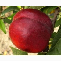 Саженцы плодовых и ягодных культур (Оптом и мелким оптом)