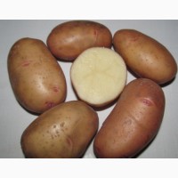 Семенной картофель Тирас I репродукция, отправляем почтой