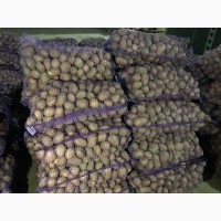 Продам картопля товарна оптом, Житомирська область