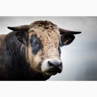 Куплю корів биків телиць