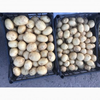 Продам картоплю молоду неподалік Запоріжжя