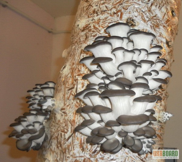Мицелий (семена) грибов Вешенка